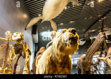 Naturwissenschaftliches Museum Innenansicht mit Säugetieren aus dem Quartär Stockfoto