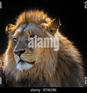 Close-up Portrait von männlicher afrikanischer Löwe (Panthera leo) mit großen Manes im Gegenlicht gegen dunkel/schwarz hintergrund Stockfoto