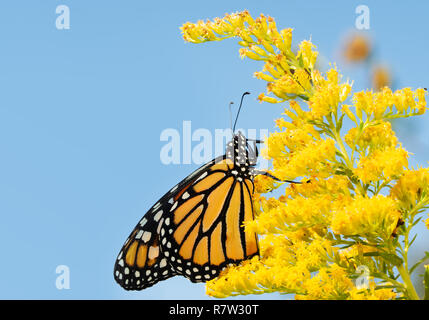 Monarch butterfly auf einem goldrute Blüte im Herbst, gegen den blauen Himmel Stockfoto
