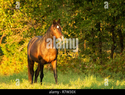 Dunkle bay Arabian Horse am späten Abend Herbst Sonne Stockfoto