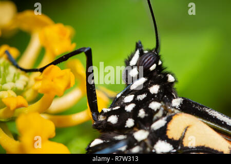 Nahaufnahme einer Monarch butterfly gelb Lantana Blume, mit Fokus auf die sphärische Verbindung Auge Stockfoto