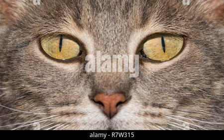 Nahaufnahme eines Blue Tabby Katze Augen, mit einem intensiven auf den Betrachter stare Stockfoto