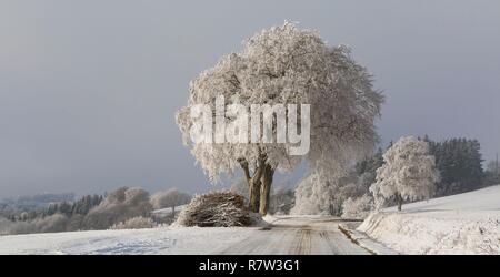 Frankreich, Aveyron, Montfranc, Straße im Winter Stockfoto