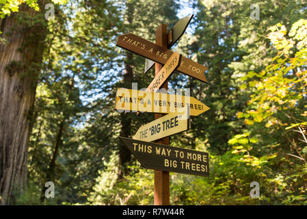 Ein Wegweiser zeigt in alle Richtungen, in denen die größten Bäume im Redwood National Park, Kalifornien, USA gesehen werden kann. Stockfoto