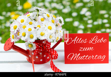 Daisy Flowers in einem kleinen roten Gießkanne Stockfoto