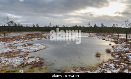 Torf Landschaft Moor in Estland Stockfoto