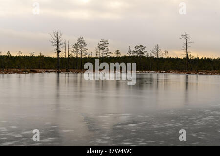 Torf Landschaft Moor in Estland Stockfoto