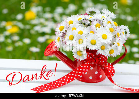 Daisy Flowers in einem kleinen roten Gießkanne Stockfoto