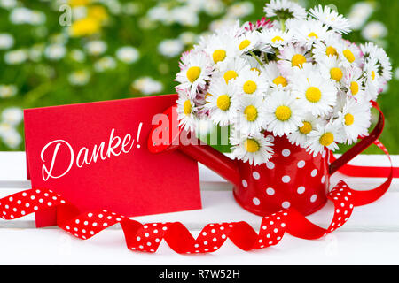 Daisy Flowers in einem kleinen roten Gießkanne Stockfoto