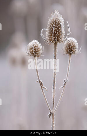 Frosted (Dipsacus fullonum) Teasels an einem kalten Wintermorgen im Cairngorms Nationalpark, Schottland Stockfoto