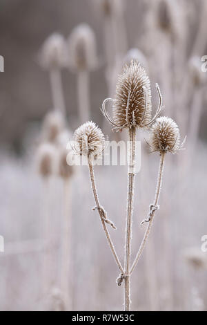 Frosted (Dipsacus fullonum) Teasels an einem kalten Wintermorgen im Cairngorms Nationalpark, Schottland Stockfoto