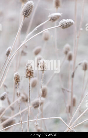 Frosted (Dipsacus fullonum) Teasels an einem kalten Wintermorgen im Cairngorms Nationalpark, Schottland Stockfoto