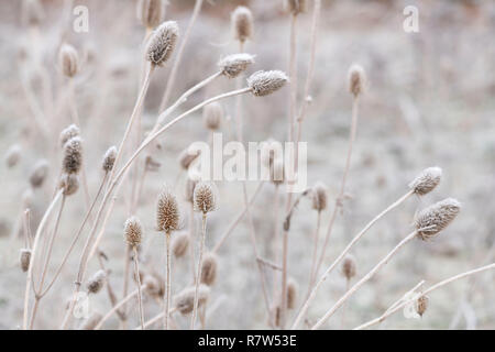 Frosted (Dipsacus fullonum) Teasels an einem kalten Wintermorgen im Cairngorms Nationalpark, Schottland Stockfoto