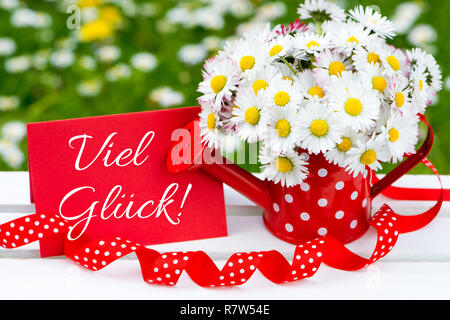 Daisy Flowers in einem kleinen roten Gießkanne Stockfoto