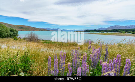 Lupinen in den Bergen in Lake Tekapo, Canterbury, Neuseeland Stockfoto