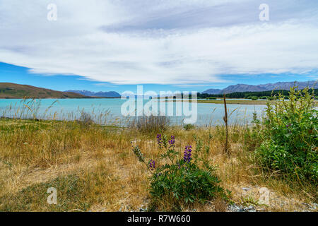 Lupinen in den Bergen in Lake Tekapo, Canterbury, Neuseeland Stockfoto