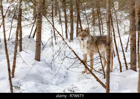 Kanada, Provinz Quebec, Abitibi Témiscamingue Region Abitibi, Amos Stadt, pageau Zuflucht, Tier finden, grauer Wolf (Canis lupus) in semi Liberty Stockfoto