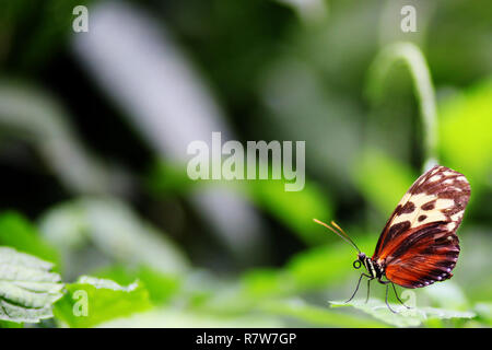 Wunderschöne goldene Helicon Schmetterling in der grünen Natur Garten Umgebung mit absichtlichen Soft Focus Hintergrund und Kopieren. Stockfoto