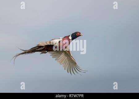 Frankreich, Bas Rhin, gemeinsame Fasan (Phasianus colchicus), männlich im Flug Stockfoto