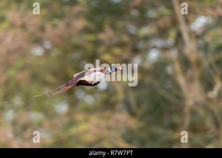 Frankreich, Bas Rhin, gemeinsame Fasan (Phasianus colchicus), männlich im Flug Stockfoto