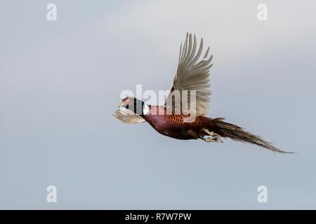 Frankreich, Bas Rhin, gemeinsame Fasan (Phasianus colchicus), männlich im Flug Stockfoto