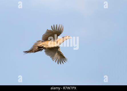 Frankreich, Bas Rhin, gemeinsame Fasan (Phasianus colchicus), Weibliche Stockfoto