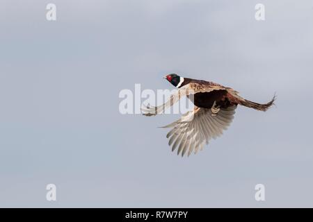 Frankreich, Bas Rhin, gemeinsame Fasan (Phasianus colchicus), männlich im Flug Stockfoto