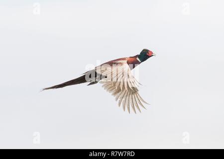 Frankreich, Bas Rhin, gemeinsame Fasan (Phasianus colchicus), männlich im Flug Stockfoto