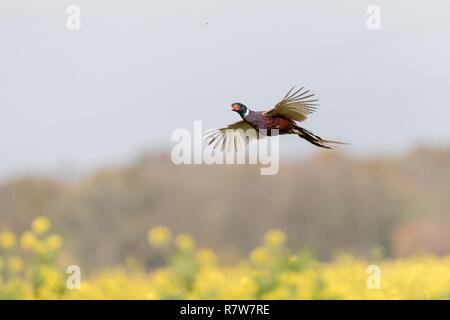 Frankreich, Bas Rhin, gemeinsame Fasan (Phasianus colchicus), männlich im Flug Stockfoto