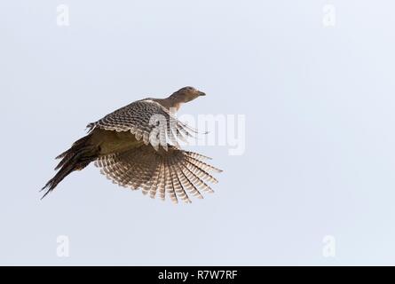 Frankreich, Bas Rhin, gemeinsame Fasan (Phasianus colchicus), Weibliche Stockfoto