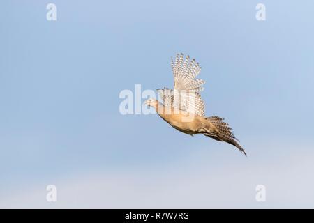 Frankreich, Bas Rhin, gemeinsame Fasan (Phasianus colchicus), Weibliche Stockfoto