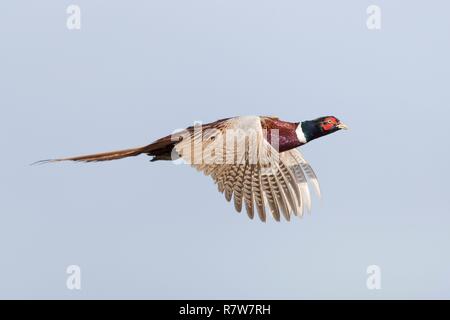 Frankreich, Bas Rhin, gemeinsame Fasan (Phasianus colchicus), männlich im Flug Stockfoto