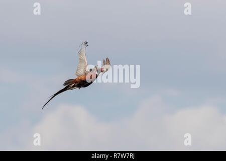 Frankreich, Bas Rhin, gemeinsame Fasan (Phasianus colchicus), männlich im Flug Stockfoto