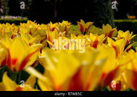 Close up Tulipa Kaufmanniana, mit bunten Base (sehr frühe Blüte) auf der ganzen Welt berühmten Keukenhof 2018, Lisse, Niederlande, Die Niederlande Stockfoto