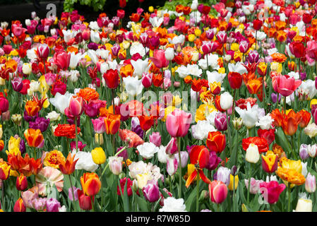 Anzeige der Tulpen auf der weltweit größten Lampe blühender Garten im Keukenhof Gärten im April 2018, Lisse, Niederlande, Die Niederlande Stockfoto