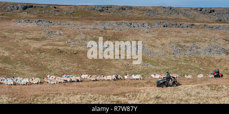 Landwirt auf dem Quad swaledale Schafe sammeln aus Moor im Herbst. Cumbria, Großbritannien. Stockfoto