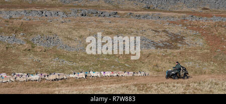 Landwirt auf dem Quad swaledale Schafe sammeln aus Moor im Herbst. Cumbria, Großbritannien. Stockfoto