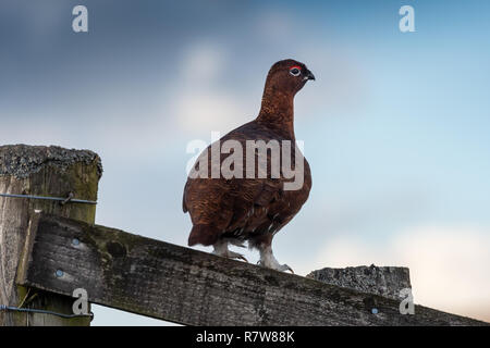 Moorschneehuhn, Lagopus lagopus, saß auf einem Holzzaun. North Yorkshire, UK. Stockfoto