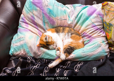 Hübsche dreifarbige Katze schlafen auf seinen Besitzer Kissen Stockfoto