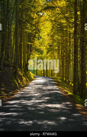 Baum nebligen Wald oder Buchenholz und Straße. Foreste Casentinesi Nationalpark, Toskana, Italien, Europa Stockfoto