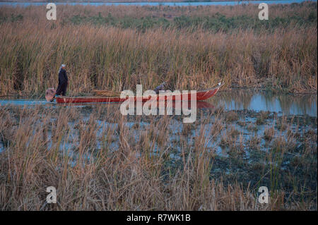 November 12, 2018 - Al-Chibayish, Sümpfe des südlichen Irak, Irak - Marsh Araber gesehen Transport Schilf durch Boot wie Buffalo Futter in der Hamar Sumpf des südlichen Irak. Klimawandel, Deichbau in der Türkei und internen Misswirtschaft sind die Ursachen für eine schwere Dürre im südlichen Feuchtgebiete des Irak. Quelle: John wreford/SOPA Images/ZUMA Draht/Alamy leben Nachrichten Stockfoto