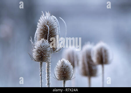 Getrocknete Seedheads Wilde Karde (Dipsacus fullonum) sind in Frost an einem Wintermorgen am Muir von Dinnet im Cairngorms Nationalpark bedeckt. Stockfoto