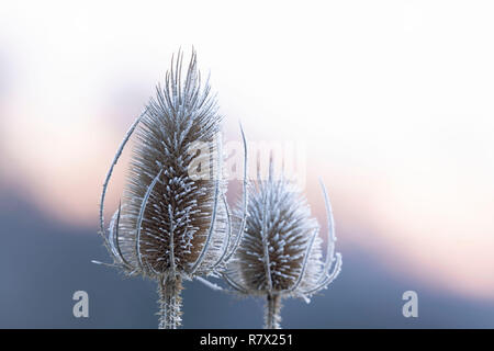 Getrocknete Seedheads Wilde Karde (Dipsacus fullonum) sind in Frost an einem Wintermorgen am Muir von Dinnet im Cairngorms Nationalpark bedeckt. Stockfoto