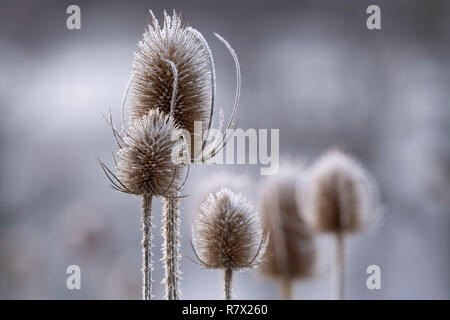 Getrocknete Seedheads Wilde Karde (Dipsacus fullonum) sind in Frost an einem Wintermorgen am Muir von Dinnet im Cairngorms Nationalpark bedeckt. Stockfoto
