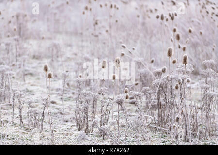 Frosted (Dipsacus fullonum) Teasels an einem kalten Wintermorgen im Cairngorms Nationalpark, Schottland Stockfoto