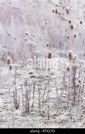 Frosted (Dipsacus fullonum) Teasels an einem kalten Wintermorgen im Cairngorms Nationalpark, Schottland Stockfoto