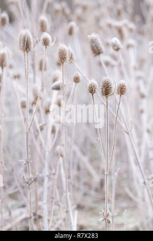 Frosted (Dipsacus fullonum) Teasels an einem kalten Wintermorgen im Cairngorms Nationalpark, Schottland Stockfoto