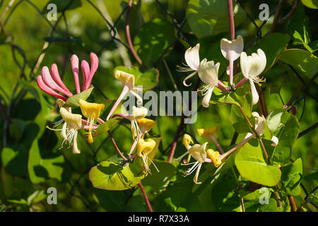 Blossom Lonicera auf Hintergrund grün Blatt im Jahr solar Tag Stockfoto