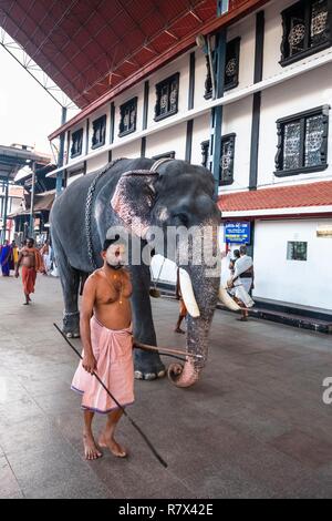 Indien, Bundesstaat Kerala, Guruvayur, Wallfahrtsort rund um Sri Krishna Tempel, ein oder mehrere Elefanten in den Tempel für Morgen und Abend Rituale kommen Stockfoto