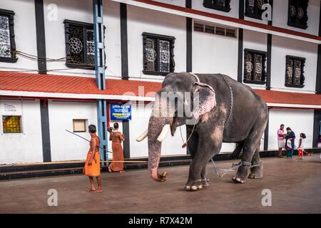 Indien, Bundesstaat Kerala, Guruvayur, Wallfahrtsort rund um Sri Krishna Tempel, ein oder mehrere Elefanten in den Tempel für Morgen und Abend Rituale kommen Stockfoto